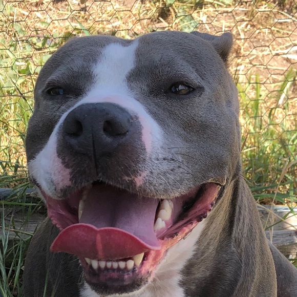 Meet your Posher, Old - Picture 1 of 1